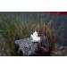 Buy Seliger Spring Stone Quellstar 600 LED Light Unit - White | International Shipping Available - Buy Online on GoSupps.com