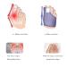 Urisgo Hallux Valgus Correction: Orthopedic Bunion Rail for Great Toe Pain Relief & Support - 2 Pieces for Day/Night Use - Buy Online on GoSupps.com