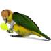 WACURRENTHYD 3PCS- Colourful Mini Ball Sand Hammer Parrot Rattle Shaker Musical Sound Toy Intelligent Sand Hammer Toys for Parakeets Canaries Cockatiels Conure Lovebirds(Random Color) - Buy Online on GoSupps.com