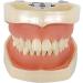 ZCBYBT Dental Preparation Model - 28 Replaceable Oral Practice Teeth & Soft Gums | International Shipping Available - Buy Online on GoSupps.com