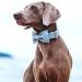Buy Dogwong Adjustable Blue Dog Collar with Removable Fly | Comfortable Pet Collar for Small & Medium Dogs | Perfect Gift for Girls - Buy Online on GoSupps.com