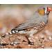 MILLET SPRAYS 1Kg PREMIUM AVIARY BIRD FOOD - Buy Online on GoSupps.com