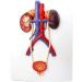 Human Urinary System Model-Ureter Bladder and Urethra Model-This Model is Composed of Kidney Ureter Bladder Bladder Arteries and Veins - Buy Online on GoSupps.com