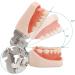 28/32 Teeth Model Dental Care Model Denture Teaching Model Teeth Model Mouth Model Speech Therapy Tooth Model for Dental Student Practice Teeth with A Small Screwdriver - Buy Online on GoSupps.com