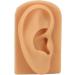 Flexible Silicone Right Ear Model | Waterproof Hearing Tool Display for Education - Buy Online on GoSupps.com