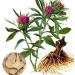 Natural Code - Dried Atractylodes Rhizome 454g/1lb - Rhizoma Atractylodis Lanceae - Cang Zhu - - - Non GMO - Vegan - No Preservatives or Additives - 100% Natural - Buy Online on GoSupps.com