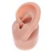 Sherchpry Right ear model silicone-simulated ear model ear piercing model ear seam- exercise model- exercise massage tool piercing support for 1: 1 humans (left) silicone ear model 6.5x3.5cm