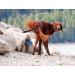 PawCheck P-Scoop Dog Urine Collector - Telescopic Urine Catcher | Extends to 29 - Buy Online on GoSupps.com