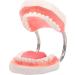 Yunyhao tooth model 6 times enlargement tooth hygiene tooth model with removable tongue used as medical teaching and training aid suitable for medicine school hospital