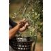 Extra Virgin Olive Oil La Chinata 500 ml - Buy Online on GoSupps.com