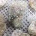 Crystal Rough 1pc Minerals Crystal Crafts Natural Rainbow Aura White Crystal Cluster for Home Decoration 200-260g - Buy Online on GoSupps.com