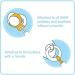 MAM Soother Clips Pack of 2 Baby Soother Chain Fits All MAM Soothers Newborn Essentials Cream - Soothers Not Included (Designs May Vary) Animlals 2 Soother Pack of 2 - Buy Online on GoSupps.com