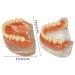 Buy Teach Study Adult Standard Typodont Teeth Model - Ideal for Dental Education & Demonstration | Fast International Shipping - Buy Online on GoSupps.com