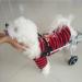 Dog Wheelchair Two Wheels Adjustable Pet Wheelchair Light Weight Easy Assemble Dog Cart Hind Legs Rehabilitation for Small Dog Puppy Cat- Wheelchair for Back Legs Medium - Buy Online on GoSupps.com