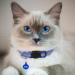 Hepplly 6-Pack Cat Collars - Quick Release Reflective Kitten Collars with Bell in Dark Blue | International Shipping Available - Buy Online on GoSupps.com