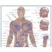 Triggerpoint Anatomy Card - Essential Office Work Poster for Massage Therapists Physiotherapists & Trainers | Pressure Point Pain Reference - Buy Online on GoSupps.com