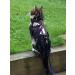 Mynwood Cat Jacket/Harness Arctic Combat Adult Cat - Buy Online on GoSupps.com
