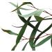 Fragrant Moments Whirlpool Fragrance Eucalyptus 500ml | Pure Essential Oil Bath Additive - Soothing Aroma for Relaxation - Buy Online on GoSupps.com