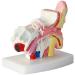 Ear Model Human Ear Anatomy Model 1.5X Magnification Model Suitable for Medical - Buy Online on GoSupps.com