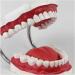 Utah Teeth Study Model - 28 Dental Care Model for Kids & Students | Educational Dentist Lessons with Toothbrush - Buy Online on GoSupps.com
