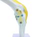 Life Size Human Knee Joint Simulation Model - Medical Anatomy - Buy Online on GoSupps.com