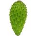 3 kg of fresh scoops for cooking edible nopal O ficus - Buy Online on GoSupps.com