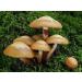 Portal Cool 30 G with Sheath Woodtuft kuehneromyces mutabilis Grain Dry Mycelium 10g or 30G Ukraine