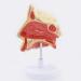 Anatomical Model Throat Nose Model of The Mouth of Nasal Cavity Medical Anatomical
