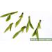 Th de printemps Longjing Matcha Th vert 50g Long Jing Tea Th chinois - Buy Online on GoSupps.com