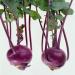 vegherb 2G 400 Kohlrabi Seeds Delikatesna Blakytna