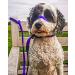 UniWalker Figure of 8 Training Lead For Dogs That Pull. Soft Padded.& Comfortable. 3 Leads in 1. Purple Purple One Size - Buy Online on GoSupps.com