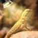 IOOTSEA Reptile Aquarium Heat Lamp 50W, Double Head UVA UVB Bulbs, Adjustable Holder for Turtle Lizard Snake - Pet Heating Light - Buy Online on GoSupps.com