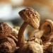 Zercumm Yunnan Agaricus Blazei 500G Mushroom Soup Ingredients Edible Fungus Dry Goods Agaricus Blazei Brazil Mushroom - Buy Online on GoSupps.com