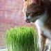 mf Cat Grass Grow Kit (3-Pack with Reusable Tray) - Buy Online on GoSupps.com
