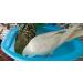 Portable Bird Bath with Mirror for Small Parakeet Cage - Large Parrot Fountain Accessories for Lovebird, Finch, Budgie, Canary - Buy Online on GoSupps.com