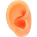 Silicone Fake Acupuncture Ear Model - Waterproof & Flexible for Earrings Display (Right) - Buy Online on GoSupps.com