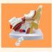 Ear Anatomy Template Ear Articulation Simulation Template (External Medium and Inner Ear) Human Body Auditory System 1.5 Times Nature Size - Buy Online on GoSupps.com