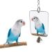 Vectxi bird accessories parrot bird parlor hanging mirror playing toy toys cage decoration pet needs very practical