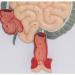 Human Digestive System Model - 3 Part Anatomical Display | Educational Tool for Anatomy Lessons - Buy Online on GoSupps.com