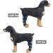 Dog Back Leg Support Dog Elbow Knee Brace Help Help Dog Keep The Joint Stable Pet Dog Hind Legs Protector|Blue (Right Leg M) right leg M - Buy Online on GoSupps.com