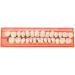 Buy Tianbi 28-Part Dental Model Set | Durable Resin False Teeth for Horror Props & DIY Teaching - Buy Online on GoSupps.com