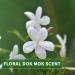 KitaMa DOK MOK Thai Water Jasmine Massage Oil - Nourishing Aromatherapy Body Oil - 250ml Relaxation Care Oil - Buy Online on GoSupps.com
