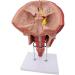 Nose Spelling Mouth and Larynx Model Enlarged Version of The Nasal Cavity Model LAROGLE Model is Suitable for Medical - Buy Online on GoSupps.com