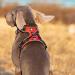 Truelove No Pull Dog Harness - Reflective Adjustable Soft Padded Vest with Handle | TLH56512 XS Red - Shop Now! - Buy Online on GoSupps.com