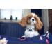 SureFlap Animo Dog Activity Tracker and Behavior Monitor - 0.06 LB - Buy Online on GoSupps.com