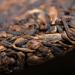 Montagne profonde Th Puerh M r LaoTongZhi Haiwan Shen Shan Lao Shu Puer 500g - Buy Online on GoSupps.com
