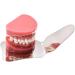 COSPNT Stainless Steel Photography Mirror for Orthodontic Intra-Oral Clinics - Buy Online on GoSupps.com