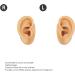 Flexible Silicone Ear Model for Earrings Earphones Display Lifelike Easy to Use Multifunctional Reusable Portable Practice Fake Ear Model (Light Beige) - Buy Online on GoSupps.com