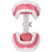 Tooth Model - Best 120 Opening Dental Visualization for Practice | International Shipping - Buy Online on GoSupps.com