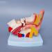 Human Ear Model Human Ear Anatomy Ear Canal Ear Middle and Inner Ear Auditory Otolaryngology Organ Teaching - Buy Online on GoSupps.com